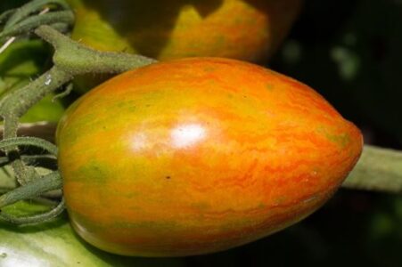 Choosing Tomato Varieties: The ABCs of Hybrid, Heirloom and Open-Pollinated Image